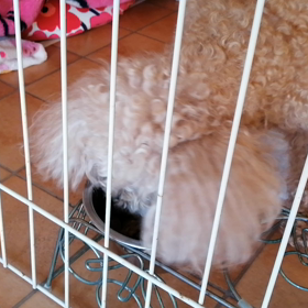 母わんこ、食べるの画像