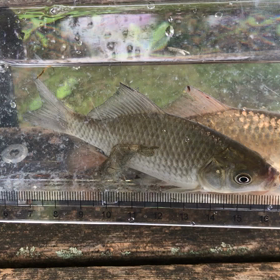 朝の小物釣り&ニジマス塩焼きの画像