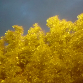 鳥たちに こんにちは♪（動画です)の画像