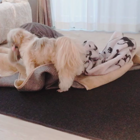 なんてことでしょう...の画像