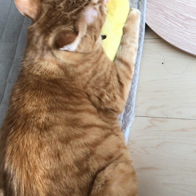 チャロちゃん動画の画像