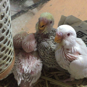 ファローセキセイの画像