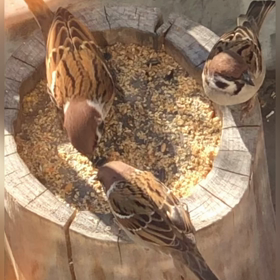 ∬すずめちゃん仲良く食べてねの画像