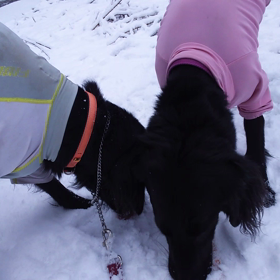 雪が降った朝はの画像