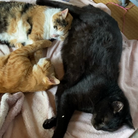 たまらないの画像