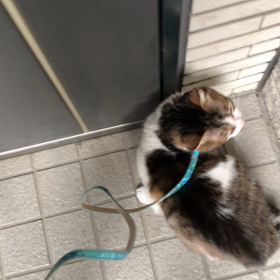 スマホ一日何時間？今日のジム5本！デールお散歩嫌にゃ。の画像