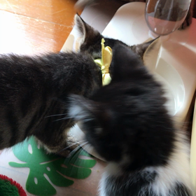 朝の運動！の画像