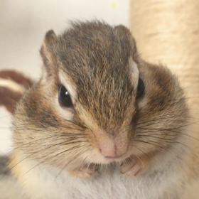 シマリスぷぅ本気の二頭身♪の画像