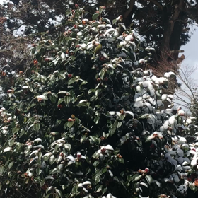 毎日来る小鳥の画像