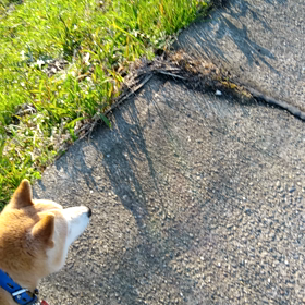 柴犬の秀のライバルあらわれた！の画像