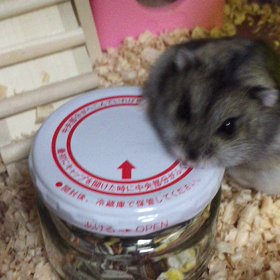 こりらっちの画像