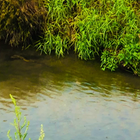 自然界で生きる生き物たちの画像