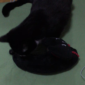 ニューカマーの画像