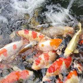 エサクレ～の画像