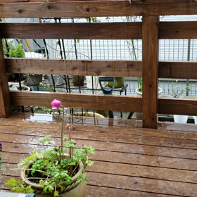 えっ？　雪んこなぅの画像