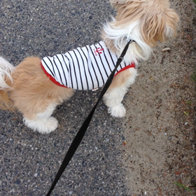 はな散歩 ♪の画像