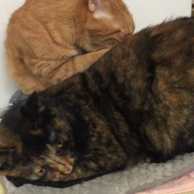 優雅に揺れるツバキの尻尾の画像