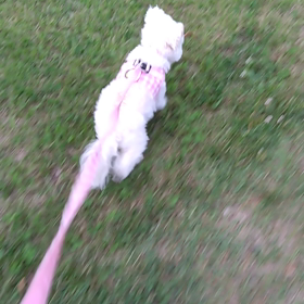 モコのお散歩の画像