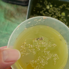 どんくさいこの画像