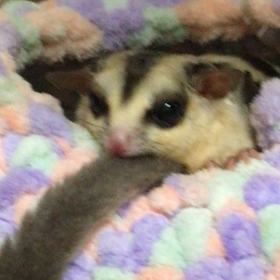 のえのえ、ティグ&ルーの画像