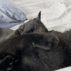 続おばあちゃんに恋するクロちゃんの画像