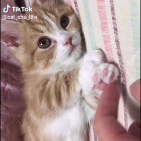 ご飯の後は一番大人しい❤️の画像