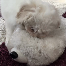 動画ばかりです;^_^Aの画像