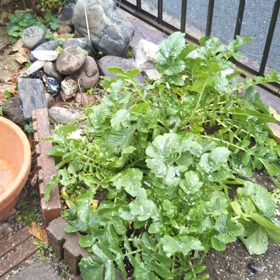 着物体験、今年も中止の画像