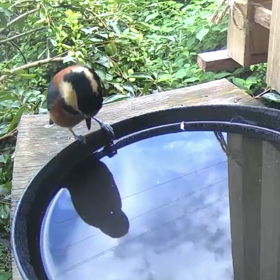 すぎぴたんの事件簿シーズン3　16話（独特な水浴び）の画像