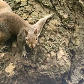 動物たちとの共存の画像