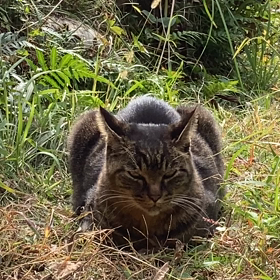 今日もにゃんこさまは眠い　中辺路町の画像