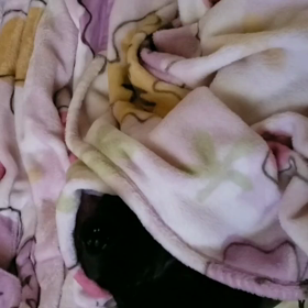 これぞ家猫の醍醐味？の画像