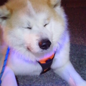 この冬一番寒い朝かな？⁉️立ち止まると寒さがこたえる飼い主。そんなのお構い無しでダラダラお休の画像