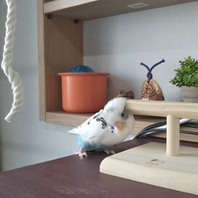 そこそこの画像