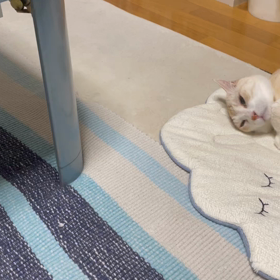 ゆきちゃん♀に恋焦がれるだいちゃん♂の画像