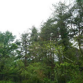 声はすれども…の画像