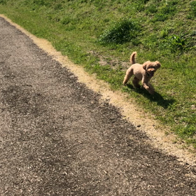 鴨川が…の画像