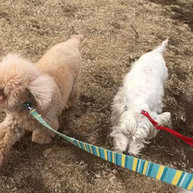 ♪お散歩動画♪代々木公園♪の画像