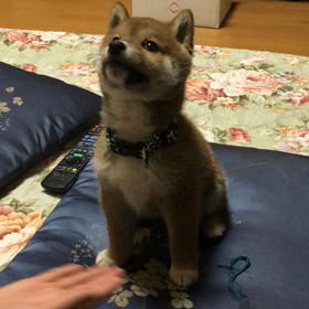 うちの犬の画像