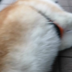 「未来丸は散歩が好きだ❗好きだ❗」暗示を掛けようと念仏のように訴えてみたが？しっかりゴロ寝の連の画像