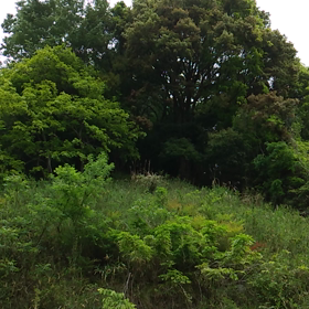 ホォ～ホケキョ！の画像