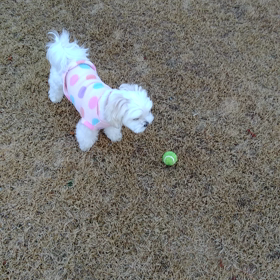 久しぶりのボール遊び～の画像