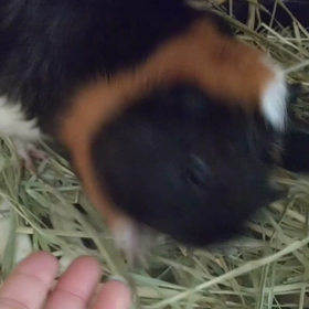 １歳おめでとうの画像