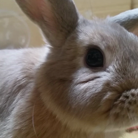 可愛いチョコたん♡の画像