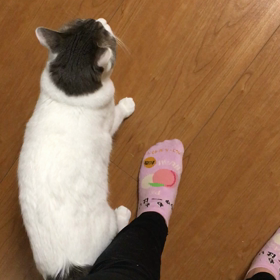 ご飯ください〜の画像