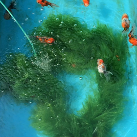 金魚の産卵 ✨の画像