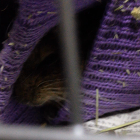 デグーハルクのあくびの画像