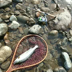 ヤマメ37の画像