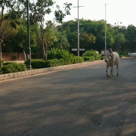 今日の牛の画像