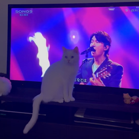 かまってちゃんねこの画像